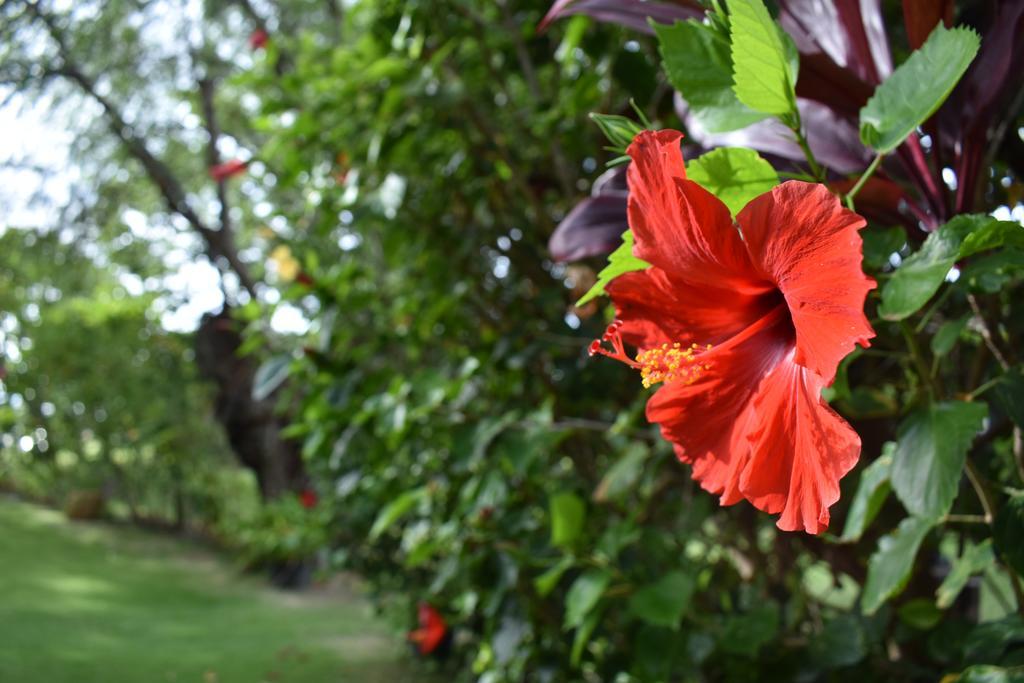 Nona Lani Cottages คิเฮอิ ภายนอก รูปภาพ